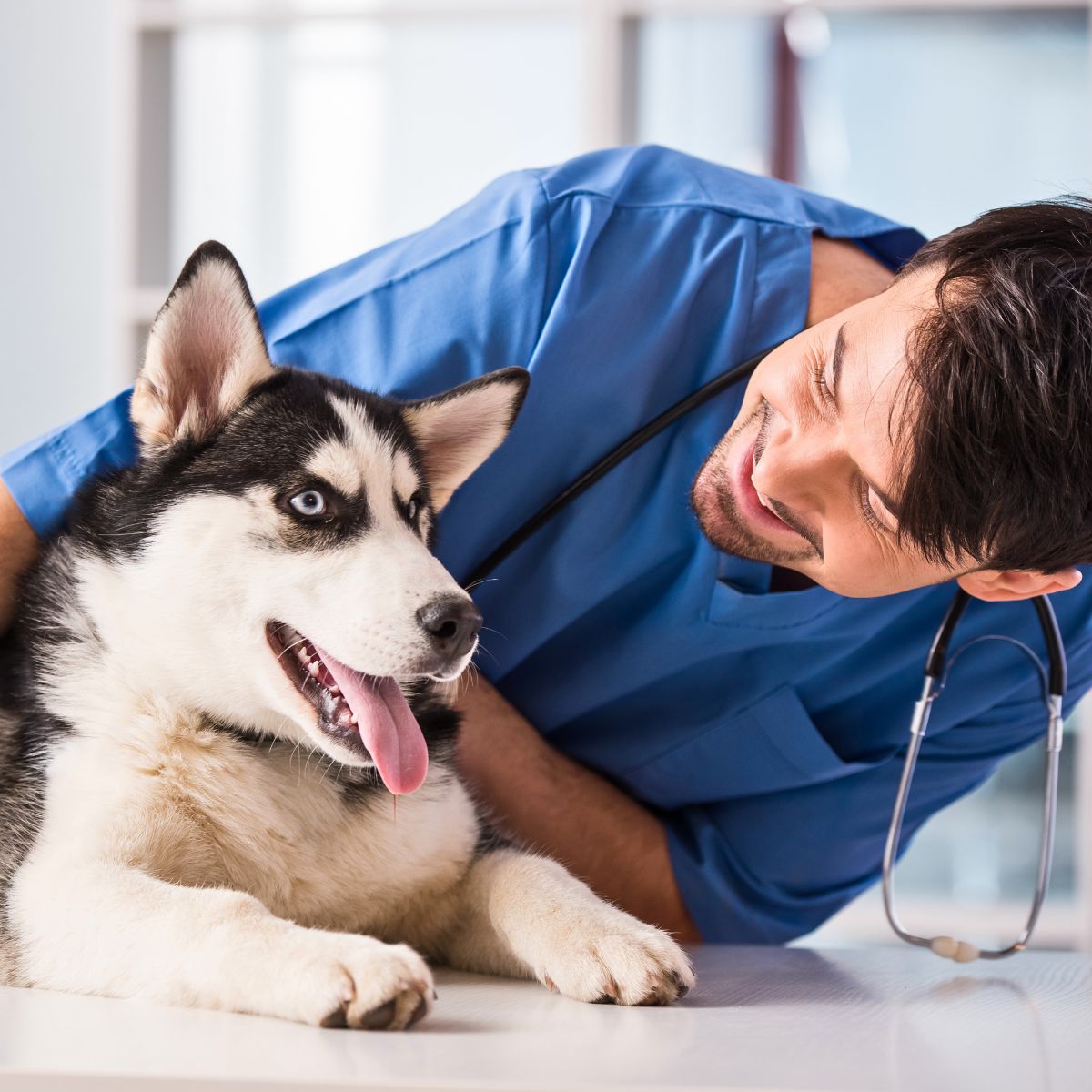 veterinarian smiling with siberian husky
